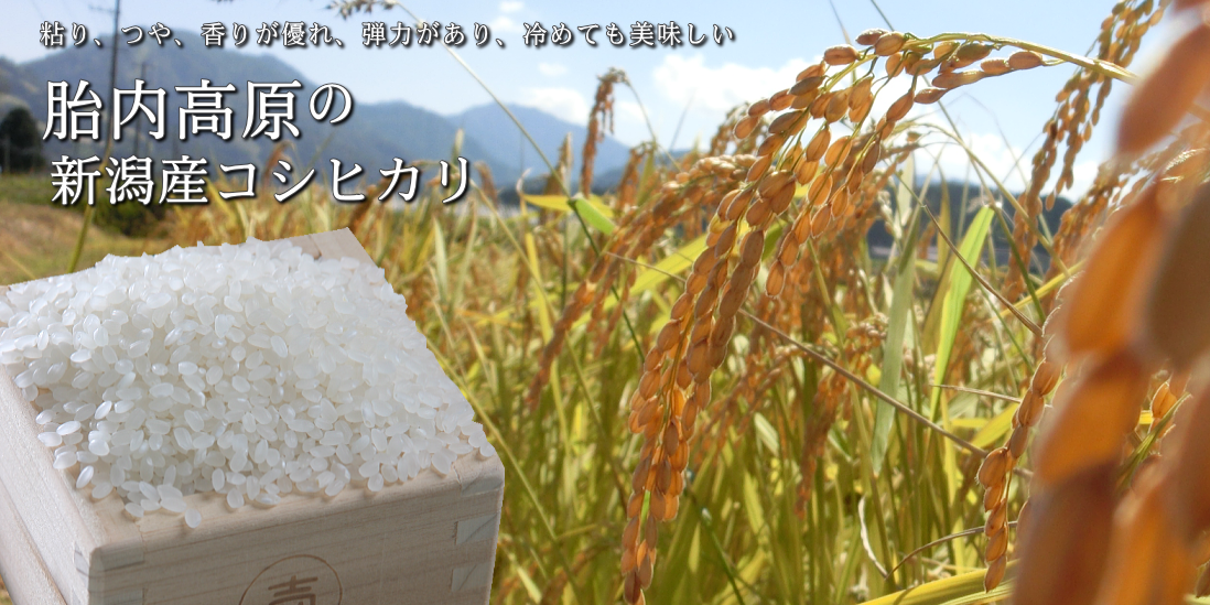 胎内高原のコシヒカリ 新潟産コシヒカリ 白米