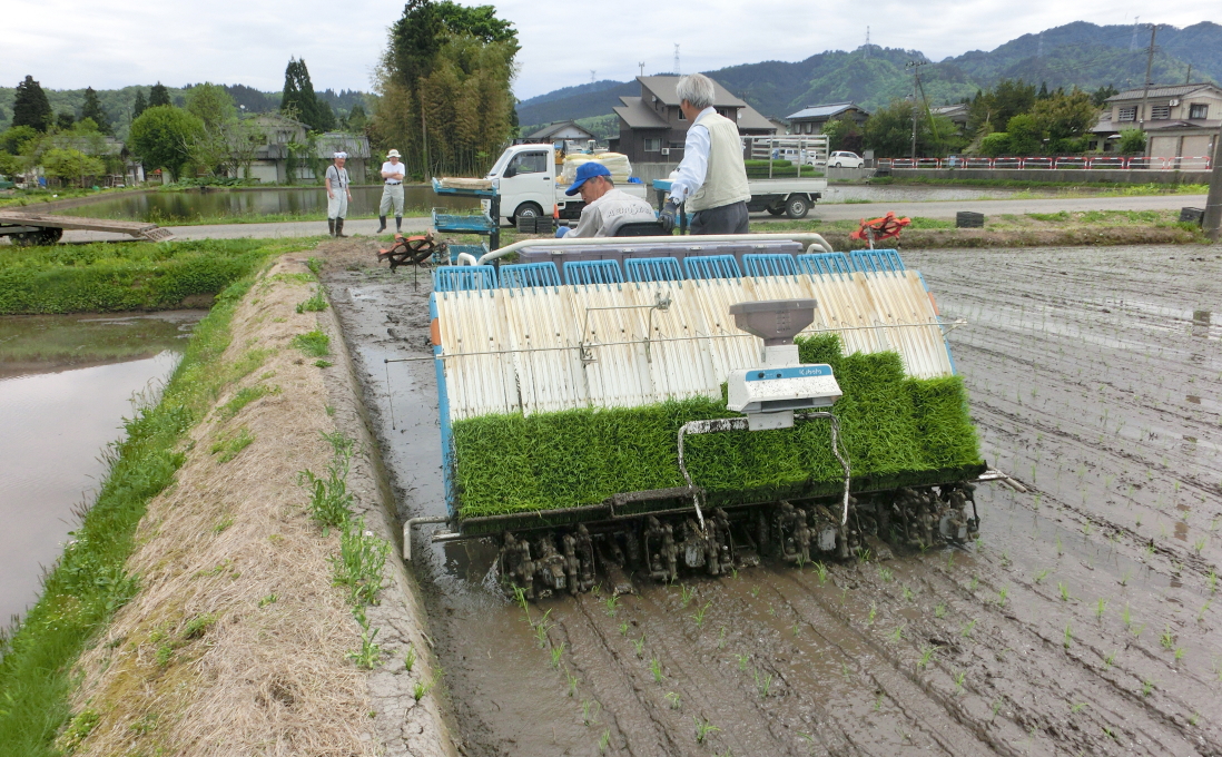 令和4年産 田植えが始まりました！