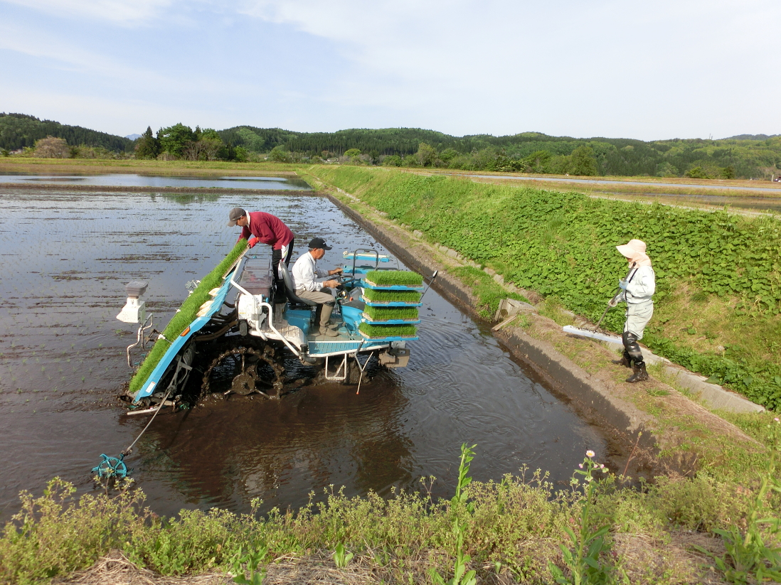 令和3年産 田植え