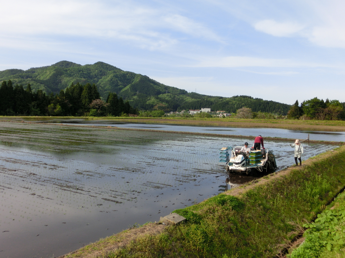 令和3年産 田植え