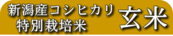 �V���Y�R�V�q�J�� ���ʍ͔|�� ����