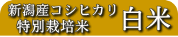 �V���Y�R�V�q�J�� ���ʍ͔|�� ����