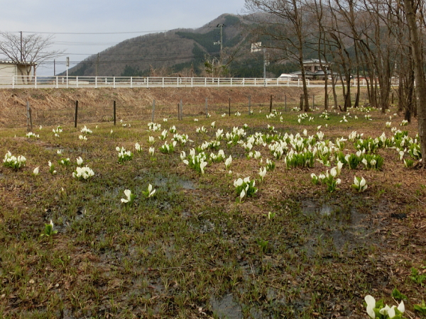 自生する水芭蕉